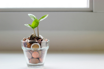 ""plant growing in money pot