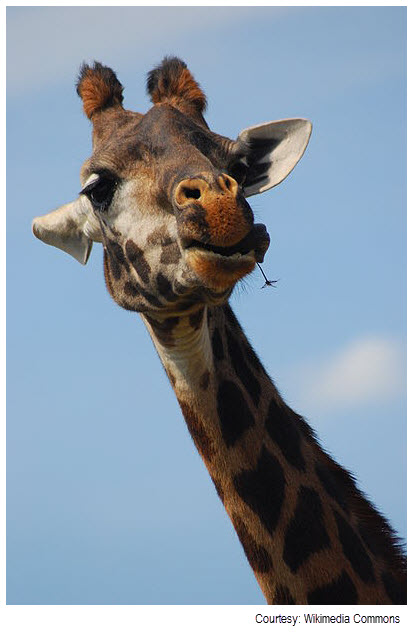 This Giraffe is munching on the idea of LEDs in zoos..